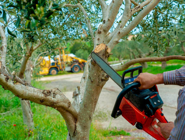 Best Tree Clearing Services  in Little Rock, AR